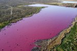 阿根廷泻湖污染变成亮粉色