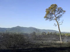 法国野火蔓延 数千人被疏散