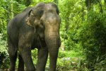 斯里兰卡新保护法禁止大象“酒驾”
