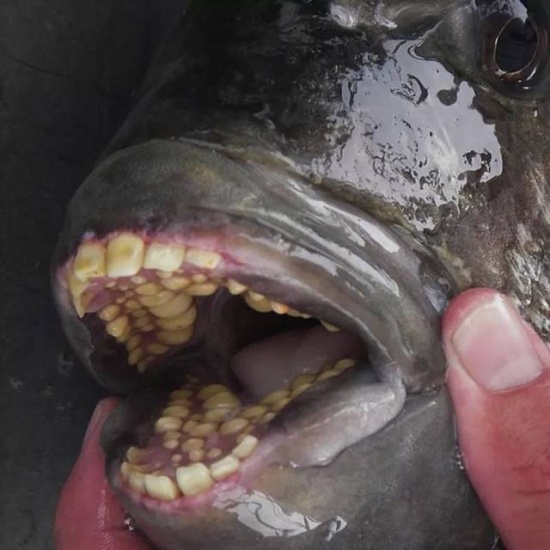 羊头鱼长满人类牙齿的鱼