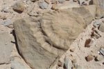 智利发现翼龙化石 出土侏罗纪时代“有翼蜥蜴”