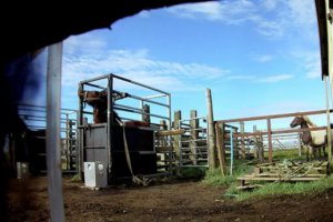 冰岛的Blood-Mares视频显示农场人员虐待马