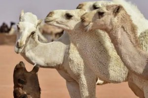 沙特骆驼选美大赛卷入整容手术
