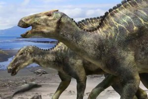 保存完好孵化期恐龙蛋化石
