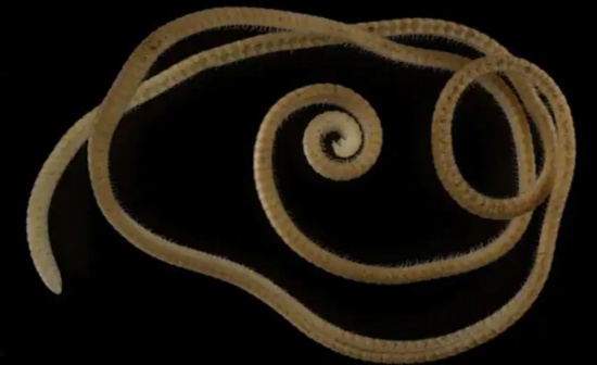 世界上腿最多的动物,盲千足虫有1306条腿。