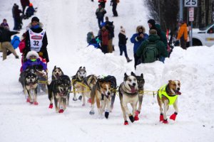 阿拉斯加第50届年度艾迪塔罗德雪橇犬赛