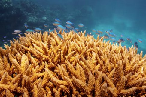 澳大利亚科学家开发模型来发现最容易白化的软珊瑚
