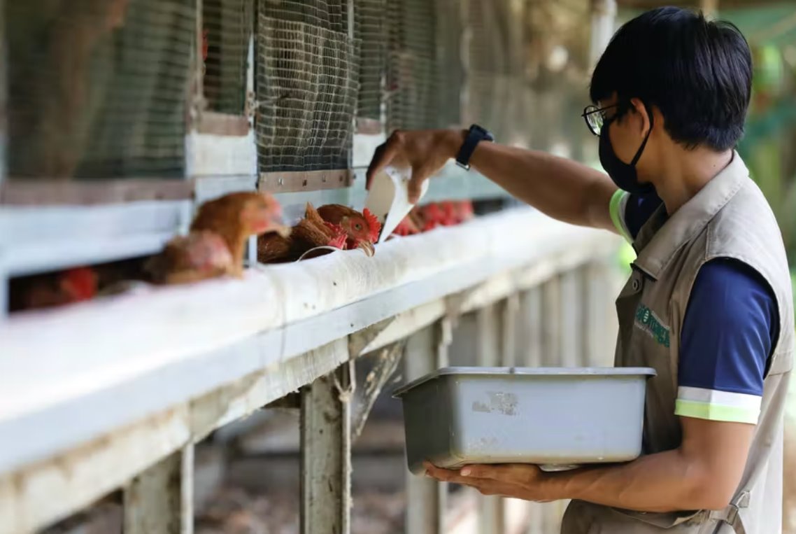 印尼希望解决新加坡鸡肉供应短缺​​的问题