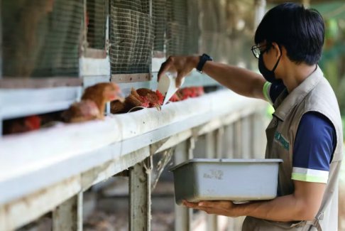 印尼因短缺开始向新加坡出口鸡肉