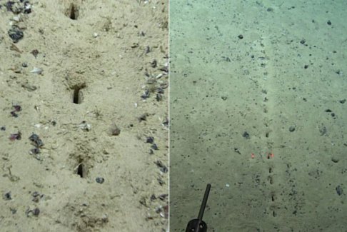 科学家在大西洋海底发现神秘洞后寻求公众帮助