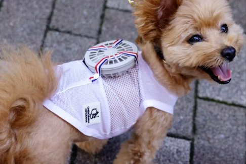 日本开发让宠物狗和猫可穿戴的风扇