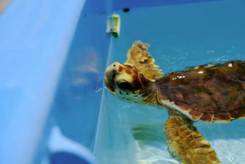 炎热的夏天导致佛罗里达的海龟都是雌性