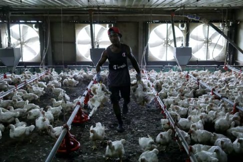 马来西亚对鸡肉出口的禁令预计将于8月31日结束