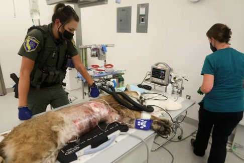 美洲狮在加利福尼亚州被警察枪杀后在手术中死亡