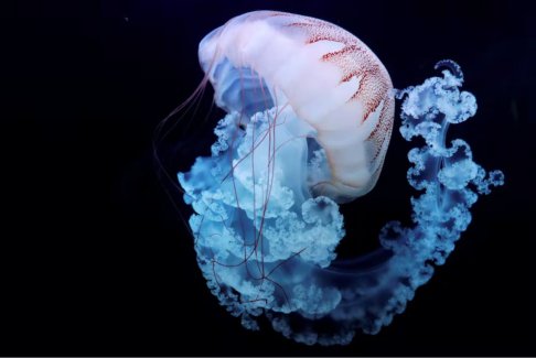 科学家们找到了使“永生水母”永生的线索