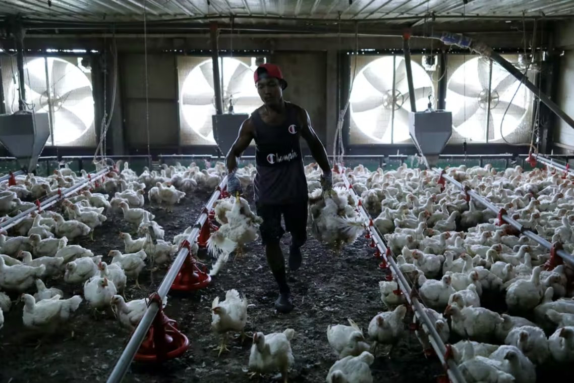 马来西亚对鸡肉出口的禁令预计将于8月31日结束