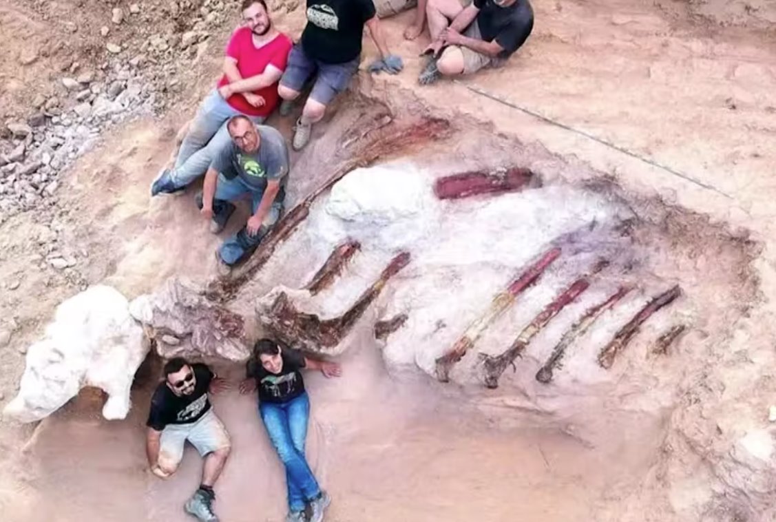 葡萄牙出土大型恐龙骨骼遗骸