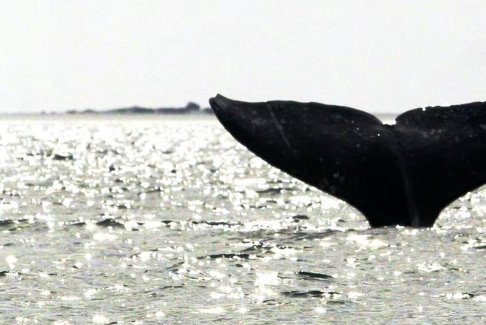 自2016年以来北美西海岸的灰鲸数量下降了近40%