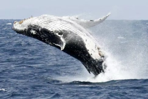 发现蓝鲸每天吞下1000万个微塑料碎片