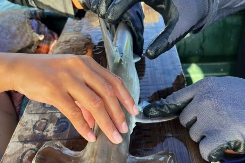 厄瓜多尔一个岛屿附近发现双髻鲨繁殖地