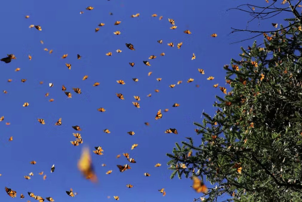 墨西哥濒临灭绝的帝王蝶数量增加