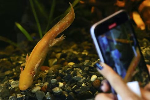 墨西哥新博物馆聚焦濒危物种蝾螈