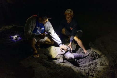 菲律宾保护海龟措施 给偷猎者奖励将他们变成了保护