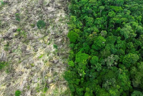 2022年热带森林损失仍加剧 巴西亚马逊森林砍伐有增