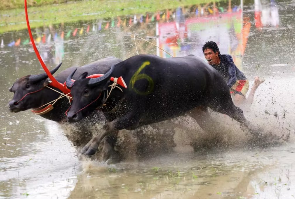 泰国水牛赛跑标志着水稻生长季节的开始
