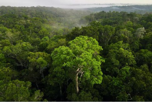 巴西预计今年亚马逊雨林国际安全中心启动