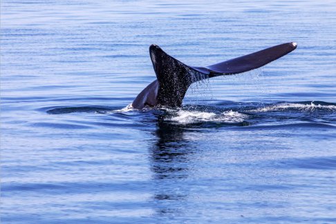 美国东海岸“慢速”区域保护濒临灭绝的鲸鱼
