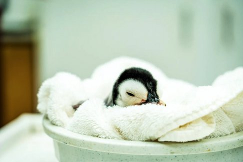 帝企鹅在圣地亚哥海洋世界孵化成功