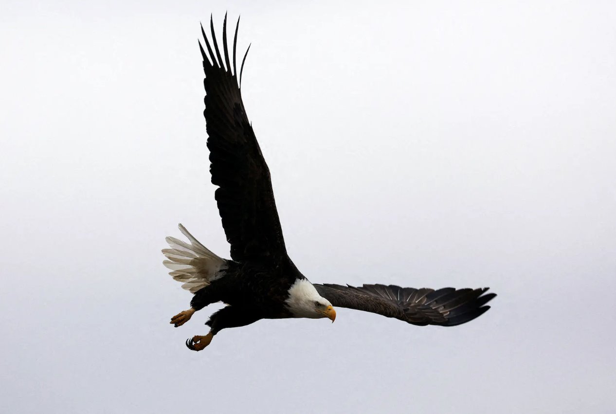 蒙大拿州起诉两名猎杀保护动物秃鹰的男子