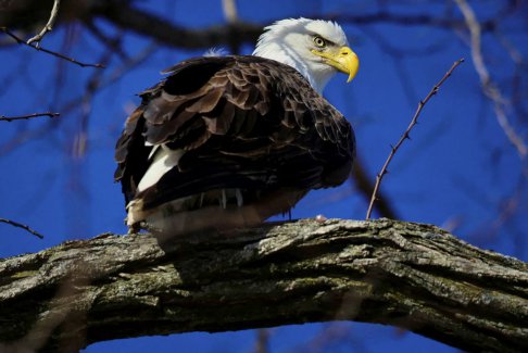 美国男子承认在蒙大拿州杀死秃鹰的罪名