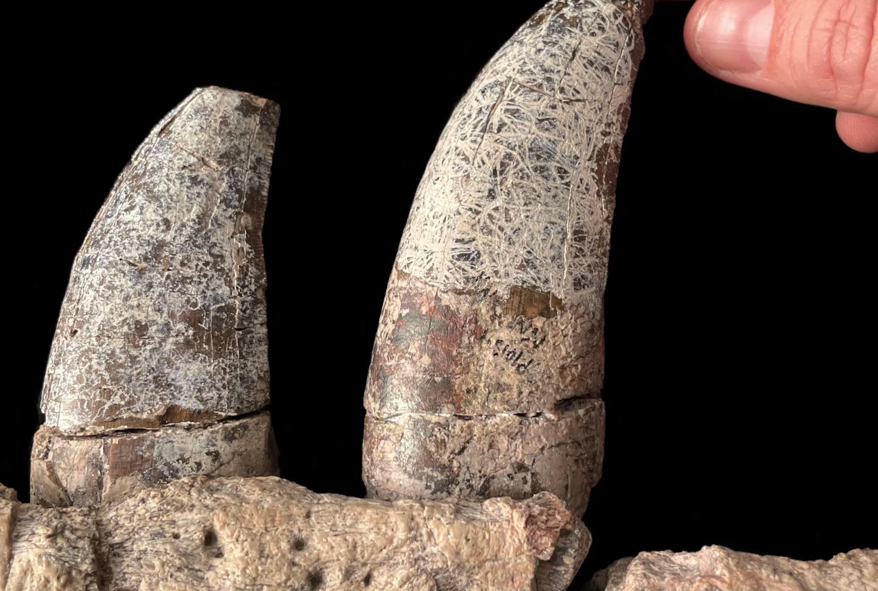 新发现的恐龙物种麦克雷恩斯暴龙的牙齿，来自美国新墨西哥州阿尔伯克基新墨西哥自然历史与科学博物馆的化石