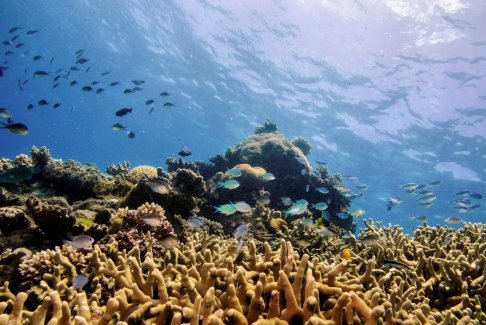 澳大利亚大堡礁遭受严重珊瑚白化