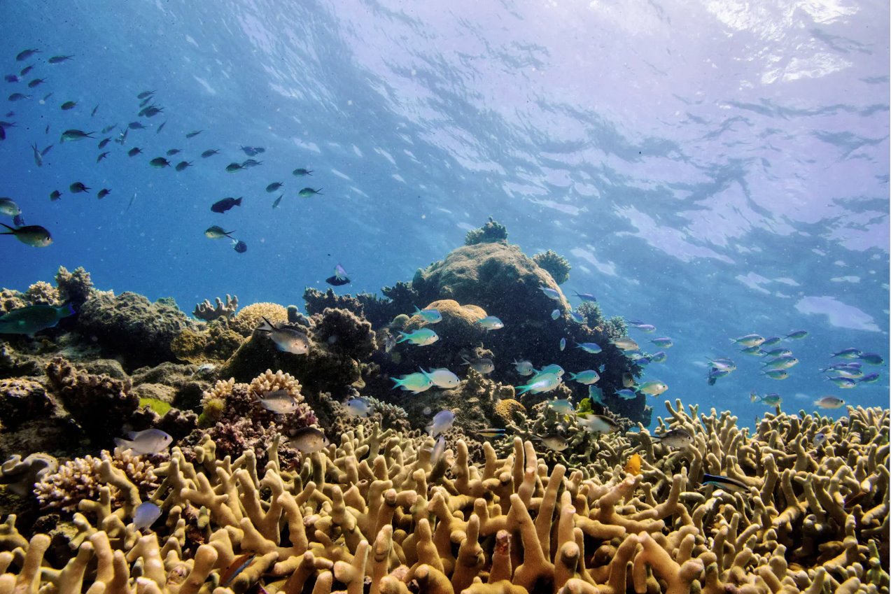 2019年10月25日，澳大利亚凯恩斯海岸大堡礁上，各种珊瑚鱼在手指珊瑚群上方游动。