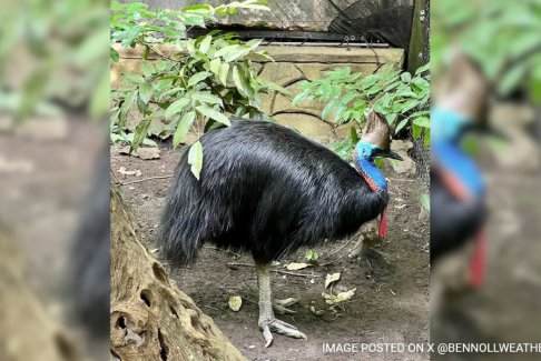 澳大利亚可怕的现代恐龙鸟食火鸡面临灭绝