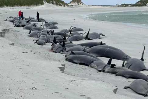 奥克尼群岛海滩77头鲸鱼搁浅死亡