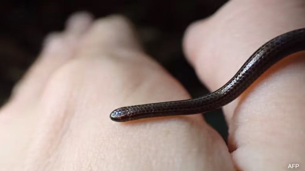 科学家在巴巴多斯发现世界上最小的蛇，这种蛇曾被认为已经灭绝