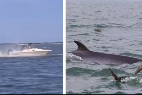 新泽西州一头小须鲸与小快艇相撞后死亡