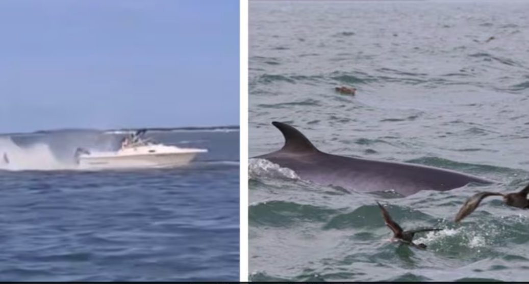 这头小须鲸被发现死在浅水区的沙洲上