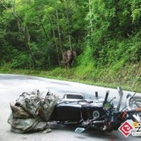 夫妻守工棚遇象群包围一夜未睡 丈夫出门遭追击