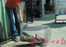 女子在家中近2小时内捕获30余只老鼠(图)