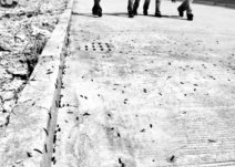 数千只千足虫集结过马路 学者称疑与气候有关